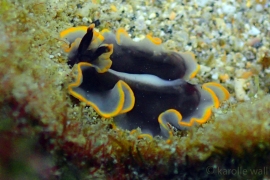 False Goldrim Flatworm False Goldrim Flatworm