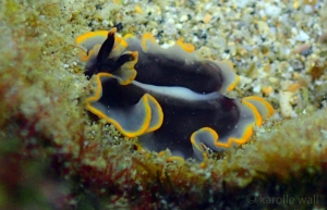 False Goldrim Flatworm