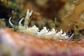 Favorinus Sp. 1 Favorinus Sp. 1