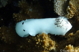 Fellow's Nudibranch Fellow's Nudibranch