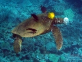 Fibropapillomatosis on Green Sea Turtle, Ahihi-Kina'u