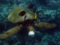 Fibropapillomatosis on Green Sea Turtle, Ahihi-Kina'u
