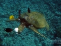 Fibropapillomatosis on Green Sea Turtle, Makena Landing