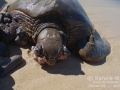 Fibropapillomatosis on Green Sea Turtle, North Kihei