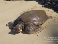 Fibropapillomatosis on Green Sea Turtle, North Kihei