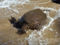 Fibropapillomatosis on Green Sea Turtle, North Kihei