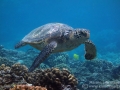 Fibropapillomatosis on Green Sea Turtle, Ahihi Kina'u