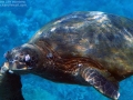 Injured Green Sea Turtle with fibropapillomatosis , Ahihi Kina'u