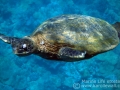 Injured Green Sea Turtle with fibropapillomatosis , Ahihi Kina'u