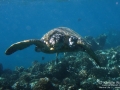 Fibropapillomatosis on Green Sea Turtle, Makena Landing