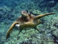 Fibropapillomatosis on Green Sea Turtle, Makena Landing