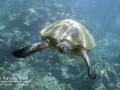 Fibropapillomatosis on Green Sea Turtle, Makena Landing
