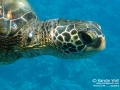 Fibropapillomatosis (just beginning) on Green Sea Turtle