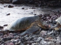 Fibropapillomatosis on Green Sea Turtle, Makena Landing