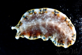 Finelined Flatworm - Pseudocerotid E Finelined Flatworm - Pseudocerotid E