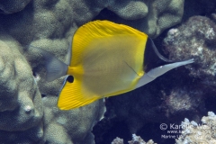 Forceps Butterflyfish