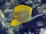 Forceps Butterflyfish