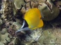 Forceps Butterflyfish