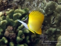 Forceps Butterflyfish