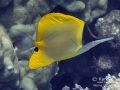 Forceps Butterflyfish