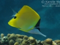 Forceps Butterflyfish