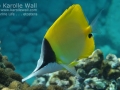 Forceps Butterflyfish
