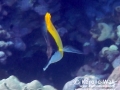 Forceps Butterflyfish Black Face