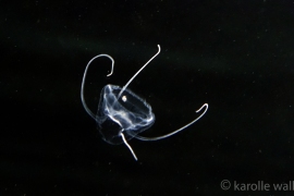 Four Tentacle Jelly, Solmundaegina nematophora Four Tentacle Jelly, Solmundaegina nematophora