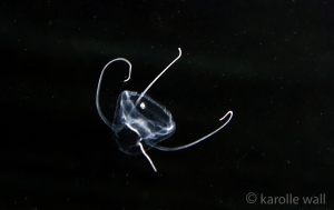 Four Tentacle Jelly, Solmundaegina nematophora