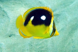 Young Fourspot Butterflyfish Young Fourspot Butterflyfish