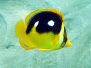 Fourspot Butterflyfish