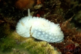 Fuzzy Onchidoris, Onchidoris muricata Fuzzy Onchidoris, Onchidoris muricata