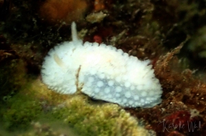 Fuzzy Onchidoris, Onchidoris muricata