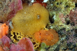 Geitodoris Sp. #3 Geitodoris Sp. #3