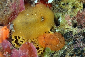 Geitodoris Sp. #3