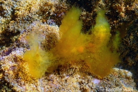 Melibe sp. #1 Melibe sp. #1