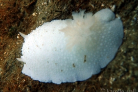 Giant-White-Knight-Nudibranch Giant-White-Knight-Nudibranch