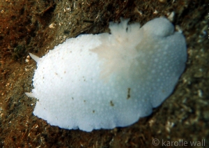 Giant-White-Knight-Nudibranch