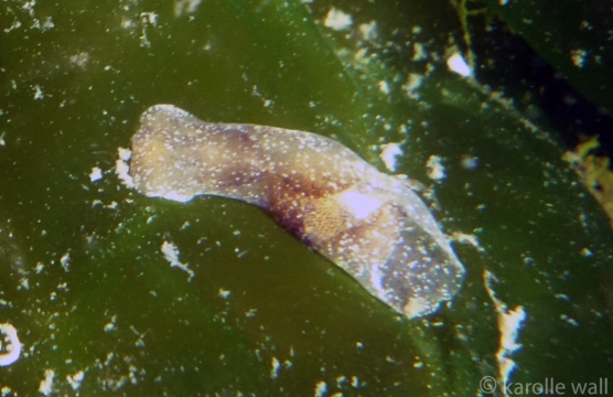 Blister Glassy, Haminoea vesicula