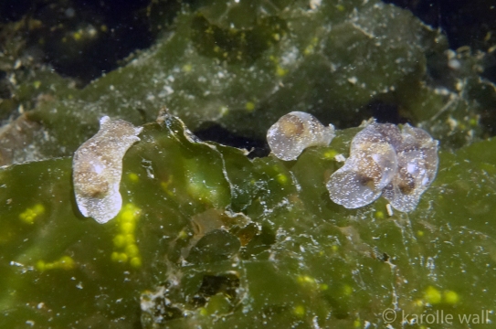 White Bubble Shells