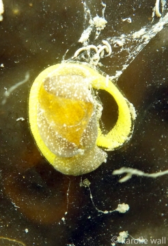 White Bubble Shell Laying Egg