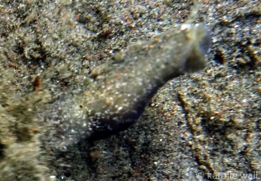 Blister Glassy Bubble Shell Covered in Sand