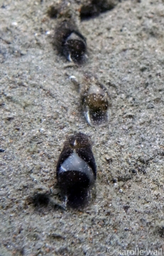 Blister Glassy Bubbles