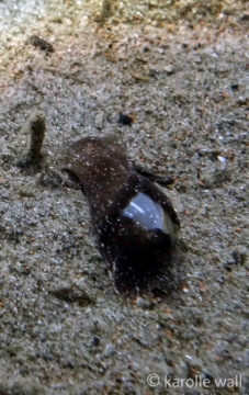 Haminoea vesicula