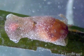 Blister Glassy Bubble Shell Blister Glassy Bubble Shell