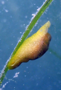 White Bubble Shell on Eelgrass