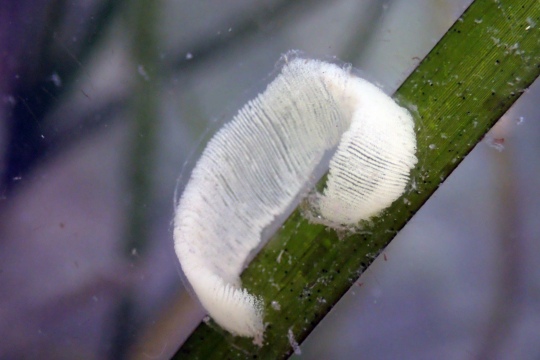 Eggs of a Blister Glassy Bubble