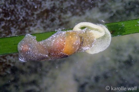 White Bubble Shell Laying Eggs