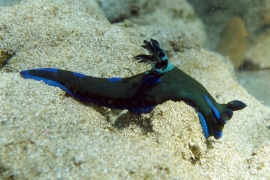 Gloomy Nudibranch, Tambja Morosa Gloomy Nudibranch, Tambja Morosa