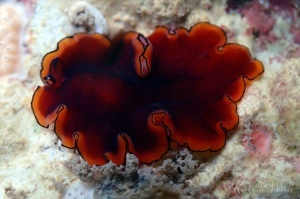 Glorious Flatworm, Pseudobiceros cf. gloriosus